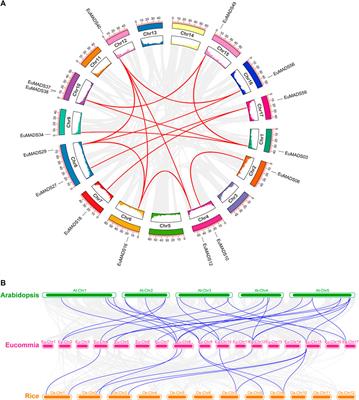 Genome-wide identification and expression analysis of MADS-box transcription factors reveal their involvement in sex determination of hardy rubber tree (Eucommia ulmoides oliv.)